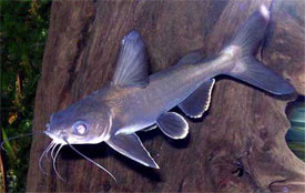Ariopsis seemanni - Shark Catfish, Colombian Shark Catfish