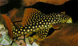 Scobinancistrus aureatus - L-14 catfish, Sunshine pleco