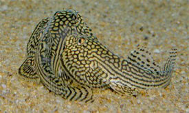 Sewellia lineolata - Rcsmints palacsinta algz