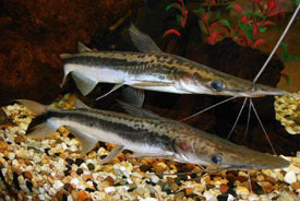 Sorubim lima - Shovelnose Catfish, Lima Shovelnose