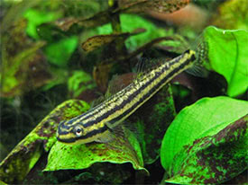 Stiphodon ornatus - Szivrvnyos algz gb