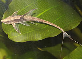 Sturisoma panamense - Royal Twig Catfish