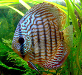 Symphysodon aequifasciatus - Discus fish