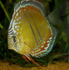 Symphysodon aequifasciatus - Discus fish