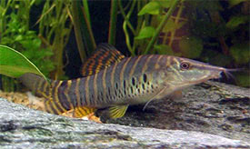 Syncrossus helodes - Tigris dszcsk
