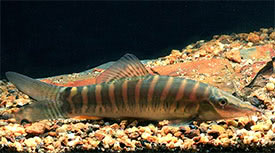 Syncrossus helodes - Banded Tiger Loach