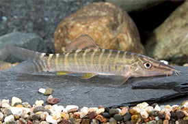 Syncrossus helodes - Banded Tiger Loach