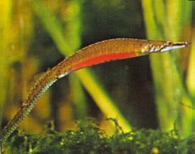 Солоноватоводный (солноводный) аквариум Syngnathus_pulchellus2
