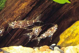 Synodontis nigriventris - Upside-down catfish