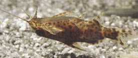 Synodontis nigriventris - Upside-down catfish