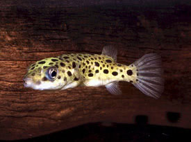 Tetraodon fluviatilis - Green pufferfish