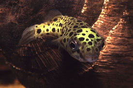 Tetraodon fluviatilis - Green pufferfish