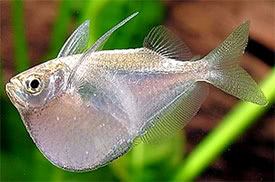 Thoracocharax stellatus - Silver hatchetfish, Spotfin Hatchetfish