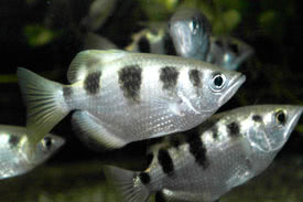 Toxotes jaculatrix - Archerfish