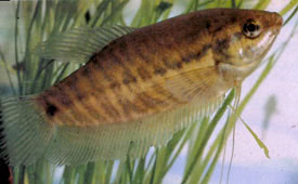 Trichopodus pectoralis - Snakeskin gourami