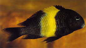 Tropheus sp. 'black' - Moorii, Blunt-headed cichlid