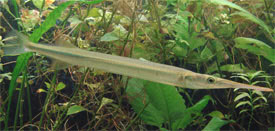 Xenentodon cancila - Silver Needlefish