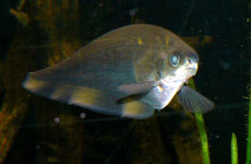 Xenomystus nigri - African Knifefish