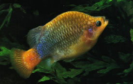 Xenotoca eiseni - Redtail splitfin