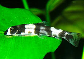 Yaoshania pachychilus - Panda csk