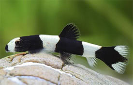 Yaoshania pachychilus - Panda Loach