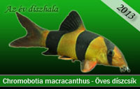 Az v dszhala 2013 - Chromobotia macracanthus - ves dszcsk