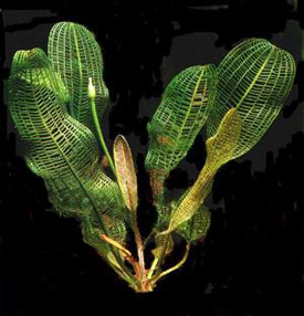 Aponogeton madagascariensis - Madagascar lace plant