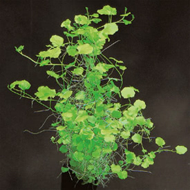 Cardamine lyrata - Chinese ivy, Japanese cress