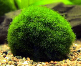 Cladophora aegagropila - Japanese Moss Ball