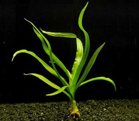 Crinum thaianum - Onion plant