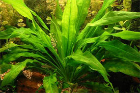 Echinodorus bleheri - Broadleaved Amazon Swordplant