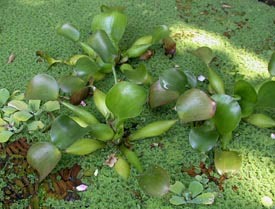 Eichhornia crassipes - Water hyacinth
