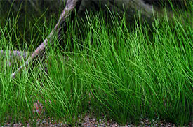 Eleocharis acicularis - Dwarf Hairgrass