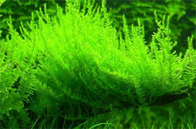 Fontinalis antipyretica - Willow moss