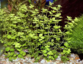 Hemianthus micranthemoides - Pearlweed