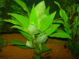 Hygrophila corymbosa - Giant hygrophila