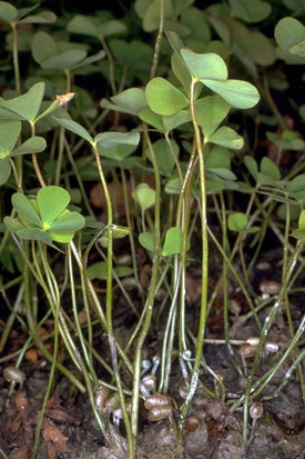 Marsilea quadrifolia - European waterclover