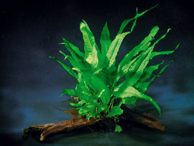 Microsorum pteropus - Java fern