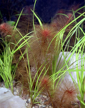 Myriophyllum tuberculatum - Red myriophyllum