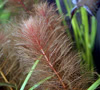 Myriophyllum tuberculatum - Vrs sllhnr