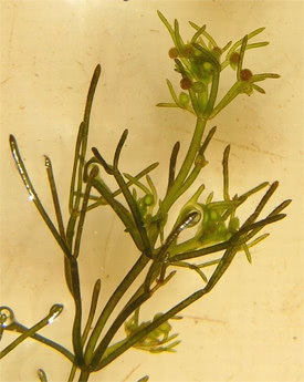 Nitella flexilis - Stonewort