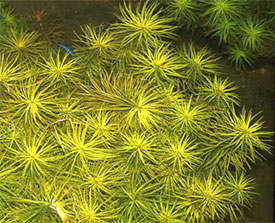 Pogostemon stellata - Water star