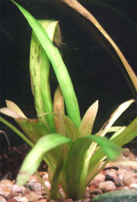 Sagittaria platyphylla - Szleslevel nylf