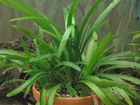 Sagittaria platyphylla - Szleslevel nylf