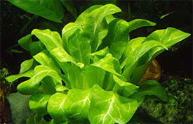 Samolus valerandi - Water Cabbage