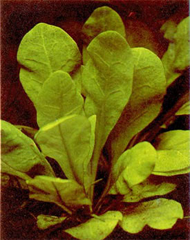 Samolus valerandi - Water Cabbage