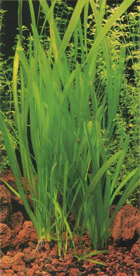 Vallisneria spiralis - Kznsges valiznria