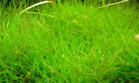 Taxiphyllum barbieri - Java moss