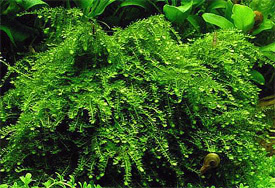 Taxiphyllum barbieri - Java moss