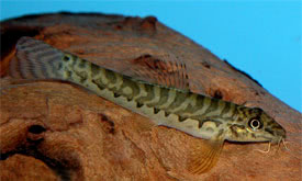 Acanthocobitis botia - Zebracskos kvicsk
